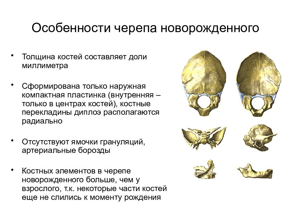 Кости новорожденного. Особенности строения черепа новорожденного. Отличительные признаки черепа новорожденного. Возрастные особенности строения скелета черепа. Перечислите отличительные признаки черепа новорожденного.