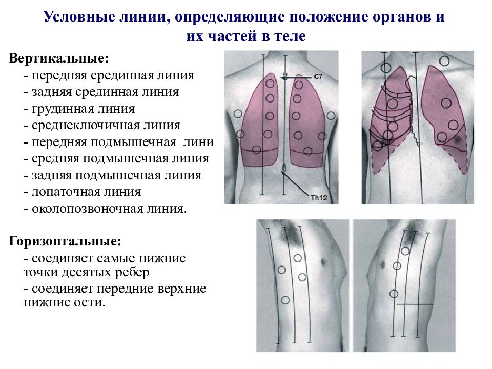 Линии человека. Передняя срединная линия грудинная линия. Условные линии определяющие положение органов. Условные линии определяющие положение органов и их частей в теле. Вертикальные линии тела.