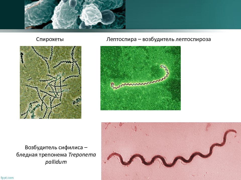 Бледная трепонема treponema pallidum. Спирохеты боррелии строение. Спирохеты трепонемы боррелии лептоспиры. Строение спирохет микробиология.