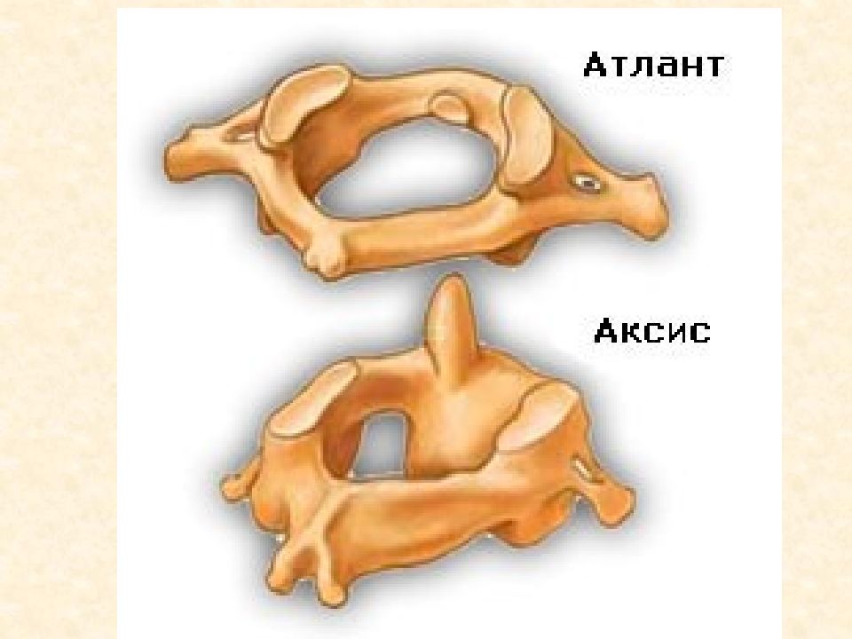 Первый шейный позвонок. Шейные позвонки Атлант и Аксис. Атлант и Аксис позвонки строение. Атлант шейный позвонок анатомия человека. 1 Шейный позвонок Атлант.