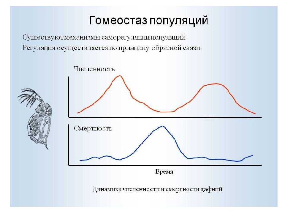 Динамика почему. Динамика популяция.гомеостаз. Смертность популяции. Схема саморегуляции численности популяции. Саморегуляция численности популяций.