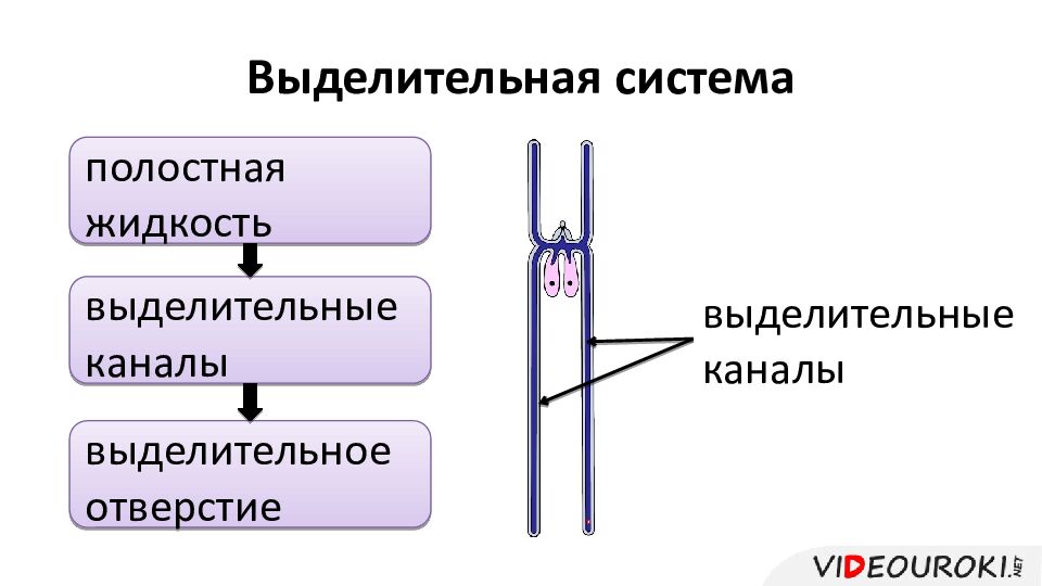 Выделительная система