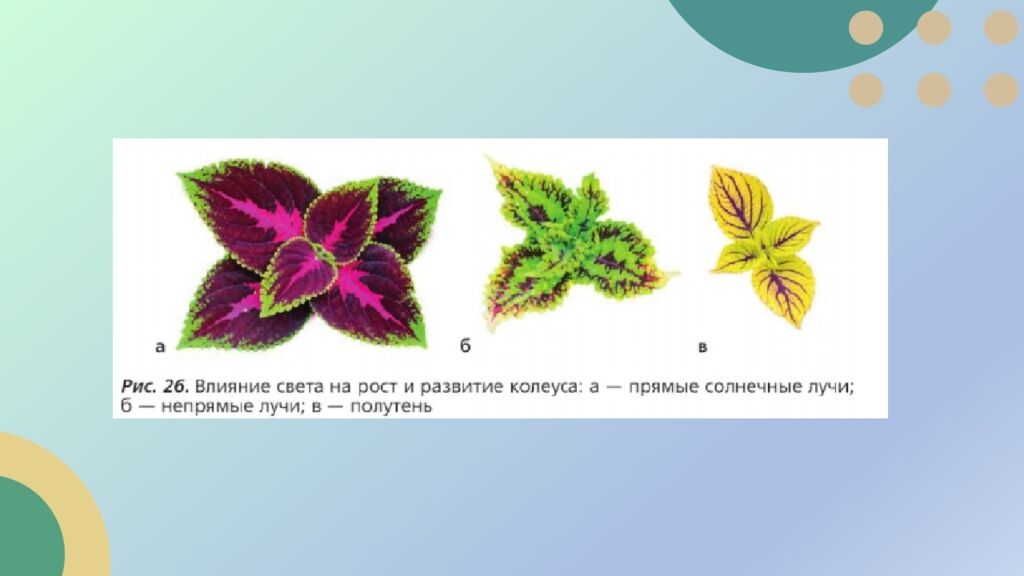 Приборы и инструменты Что можно делать с их помощью Бинокль Наблюдать удалённые