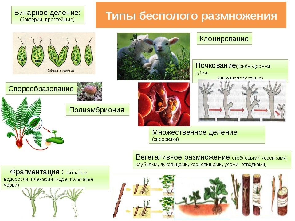 Соотнеси изображения организмов и их виды бесполого размножения