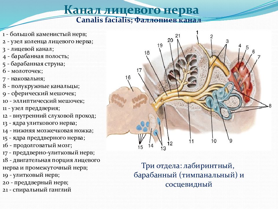Лицевой нерв череп. Барабанный отдел лицевого нерва. Выходное отверстие канала лицевого нерва. Каким отверстием заканчивается канал лицевого нерва. Канал лицевого нерва височной кости.