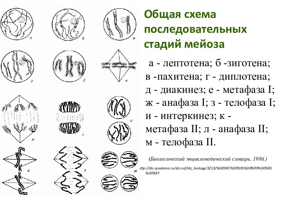 Стадии мейоза. Лептотена зиготена пахитена диплотена диакинез таблица. Схема стадий мейоза. Мейоз лептотена зиготена пахитена диплотена диакинез. Этапы мейоза схема.