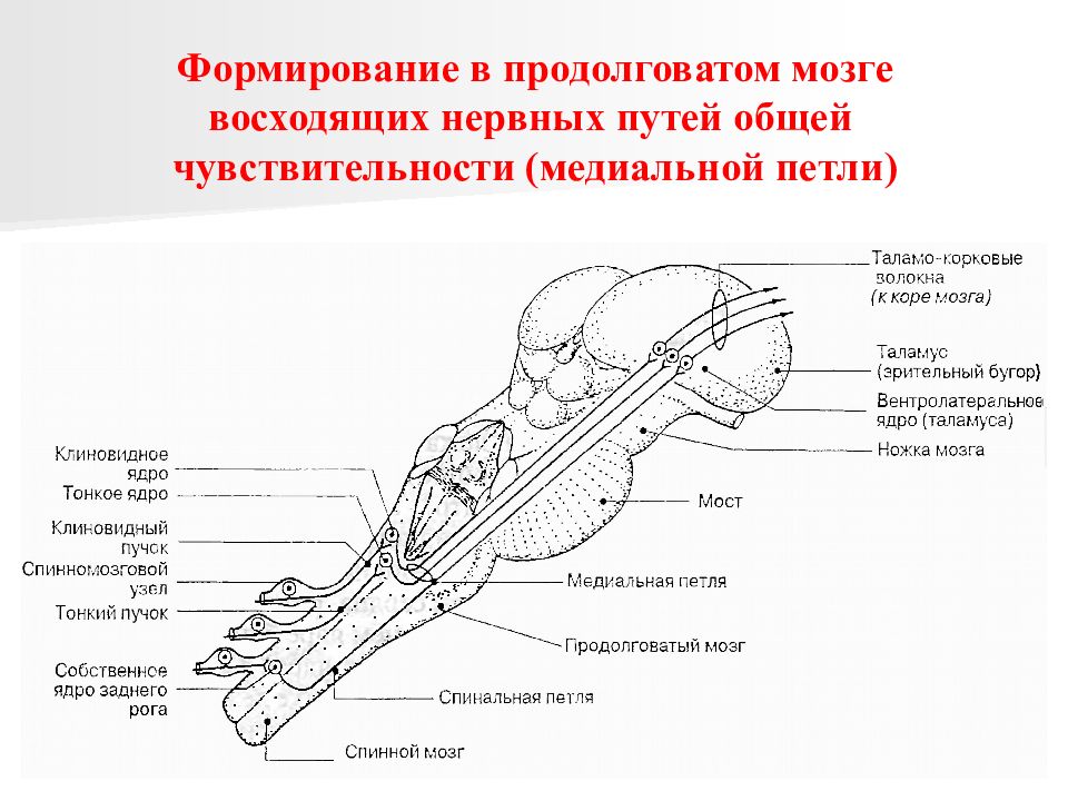 Латеральная петля. Медиальная петля продолговатого мозга строение. Медиальная петля анатомия продолговатого мозга. Медиальная петля продолговатого мозга схема. Медиальная и латеральная петля анатомия.