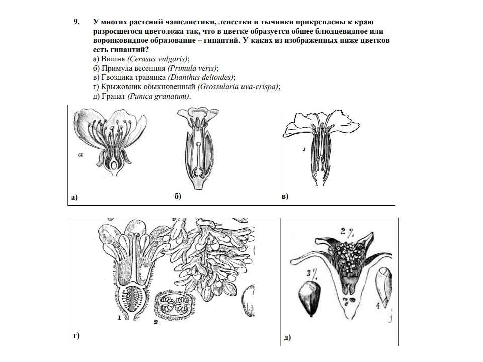 Формула голосеменных растений цветка. Диаграмма цветка голосеменных.