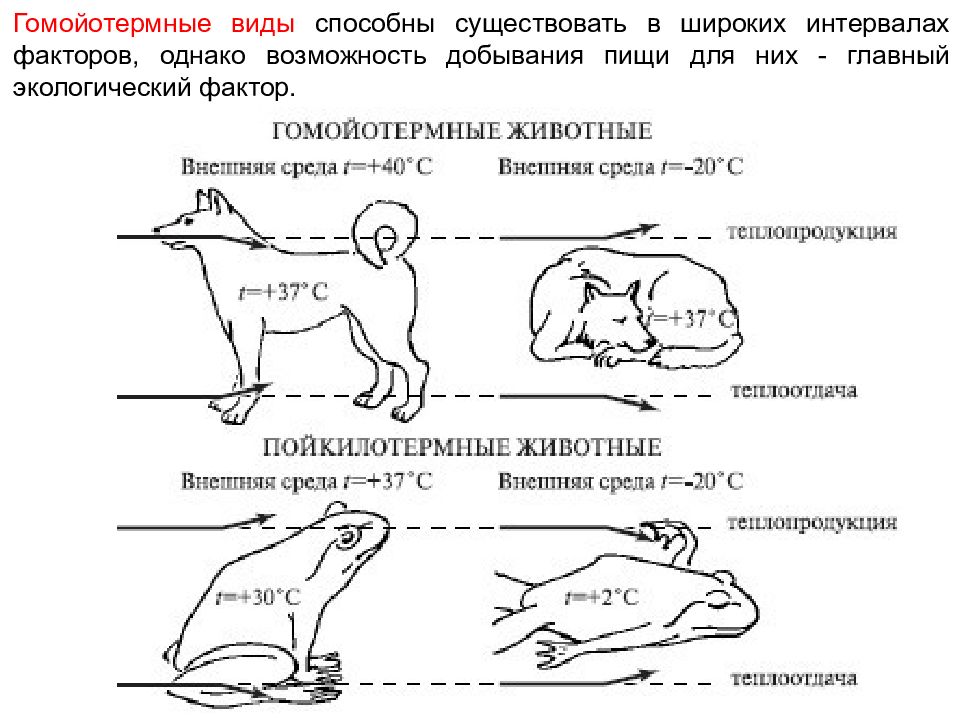 На рисунке представлено влияние температуры окружающей среды на температуру тела собаки