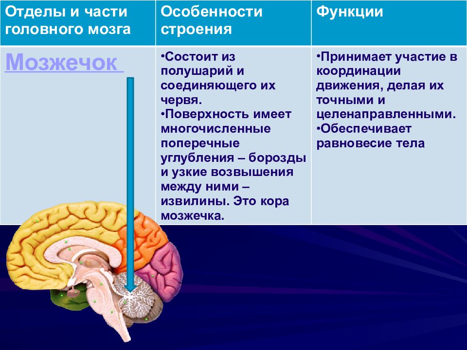 Презентация строение и функции головного мозга 8 класс презентация