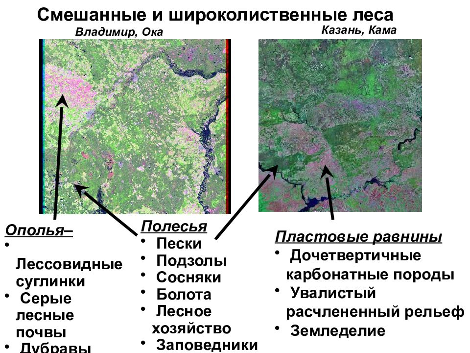 Смешанная территория. Широколиственные леса почва. Заповедники зоны смешанных и широколиственных лесов. Заповедники в зоне широколиственных лесов. Смешанные леса заповедники.