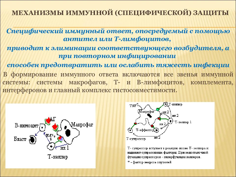 Формирование специфической. Специфические механизмы защиты организма. Формирование специфической иммунной реакции. Иммунологические механизмы защиты. Специфические механизмы иммунной защиты организма.