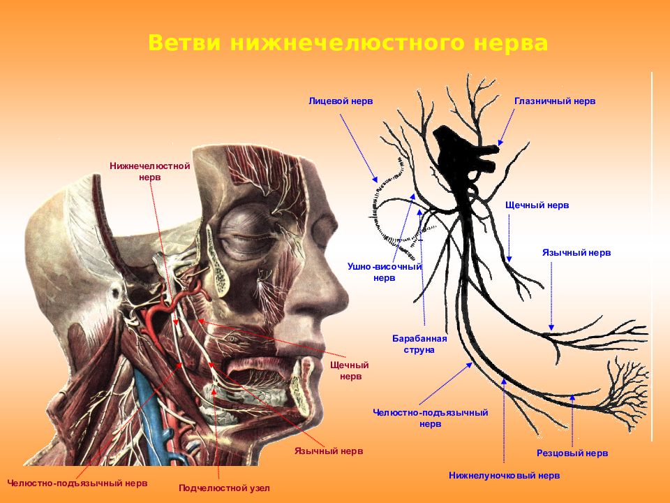 Презентация анатомия тройничного нерва