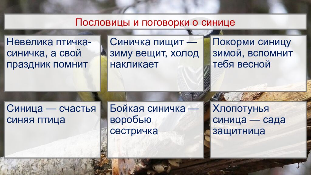 Пословицы и поговорки о синице