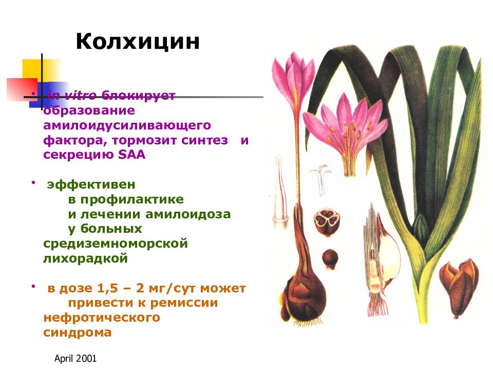 Средиземноморская лихорадка презентация