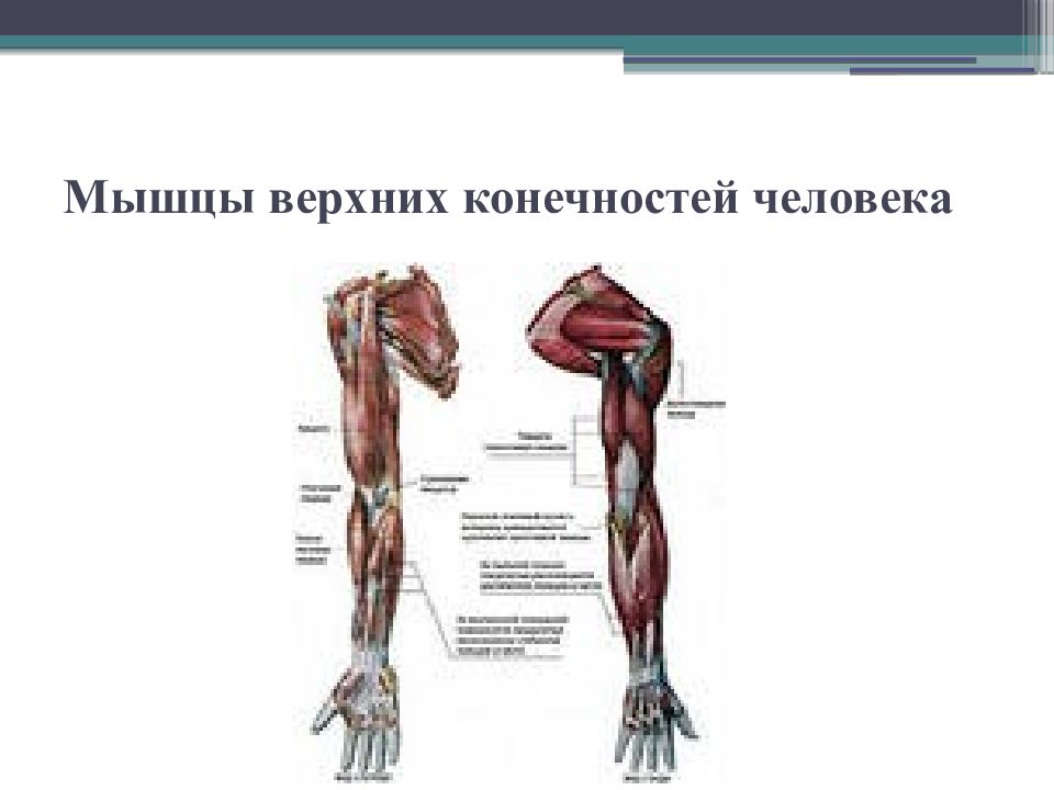 Мышцы верхнего пояса