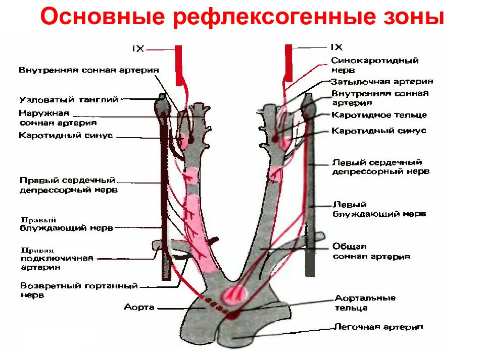 Барорецепторы дуги аорты