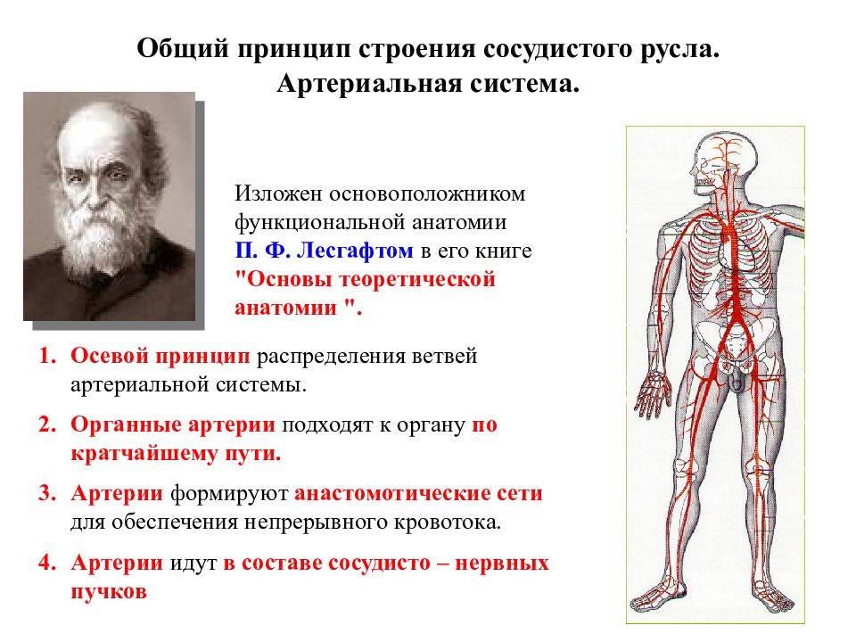 Функциональная физиология анатомия. Общие закономерности строения артериального сосудистого русла. Общий план строения артериального русла. Артериальная система анатомия. Общий план строения артерий.