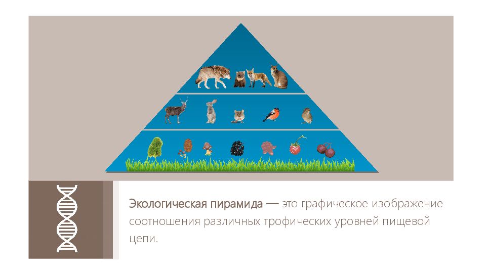 Пирамиды биология 11 класс. Пищевые уровни экологическая пирамида. Пирамида чисел биомассы и энергии. Экологическая пирамида это в биологии 11 класс. Уровни экологической пирамиды.