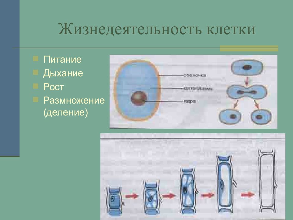 Процесс строения и деления клетки презентация