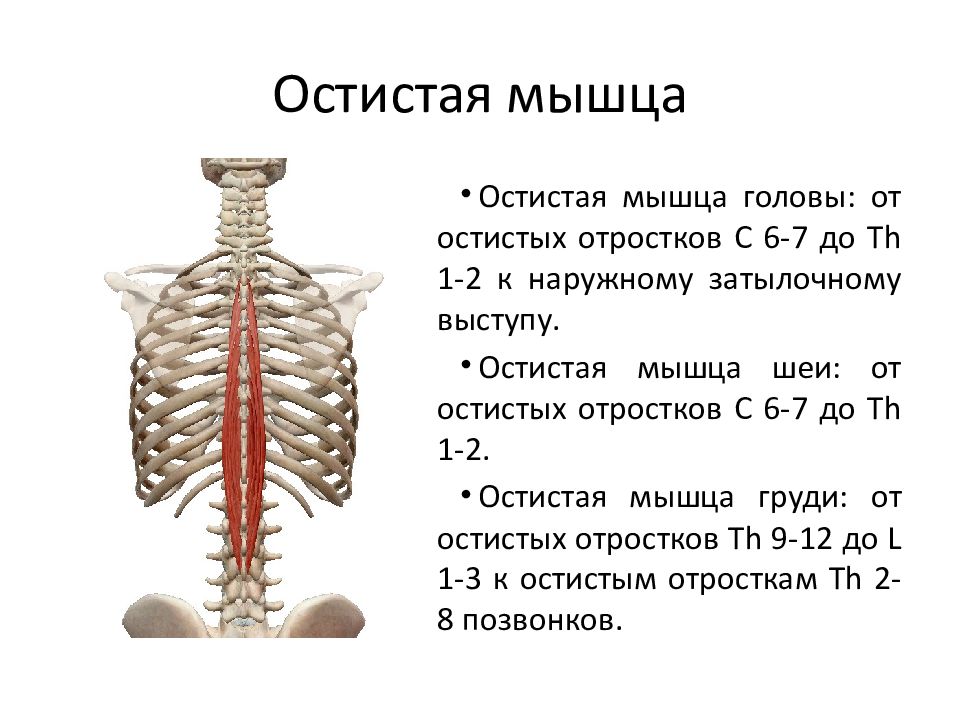 Остистая мышца