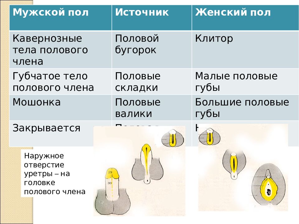 Тела полового члена