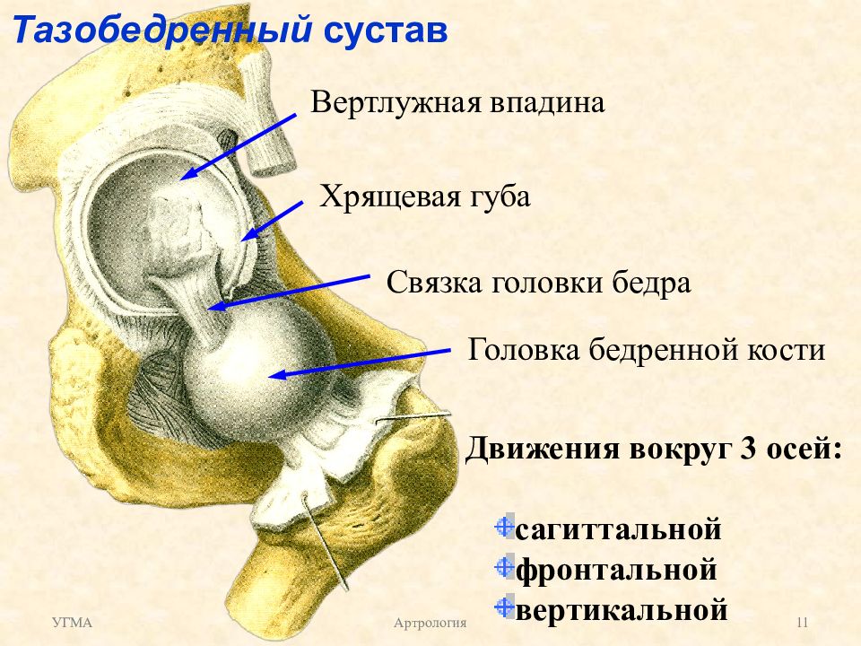 Отделы вертлужной впадины