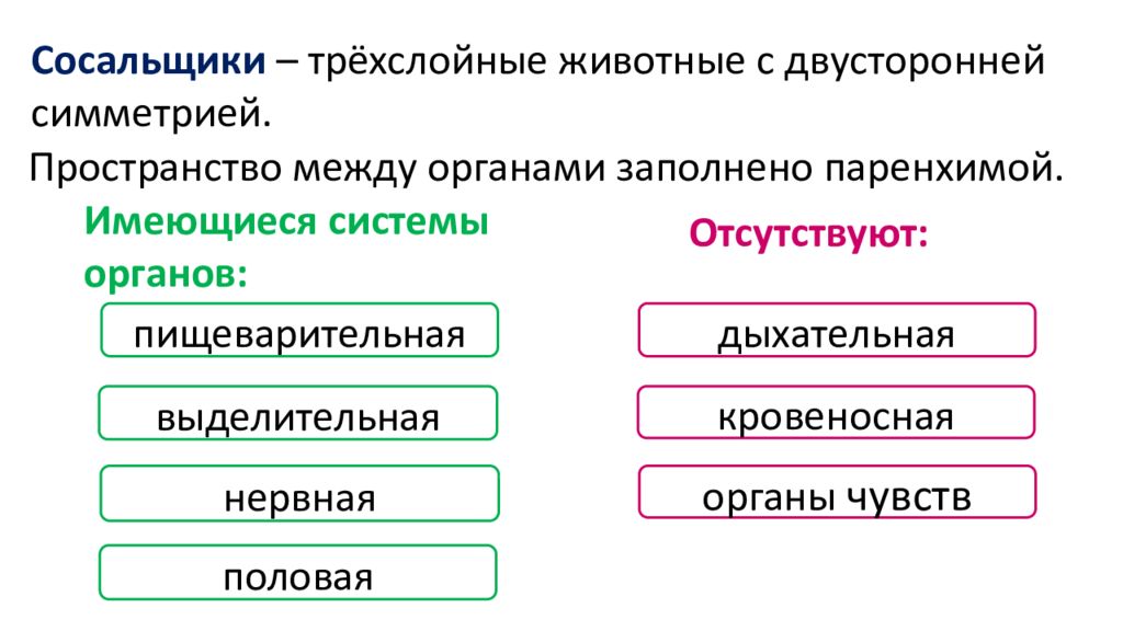 Типы трехслойных животных