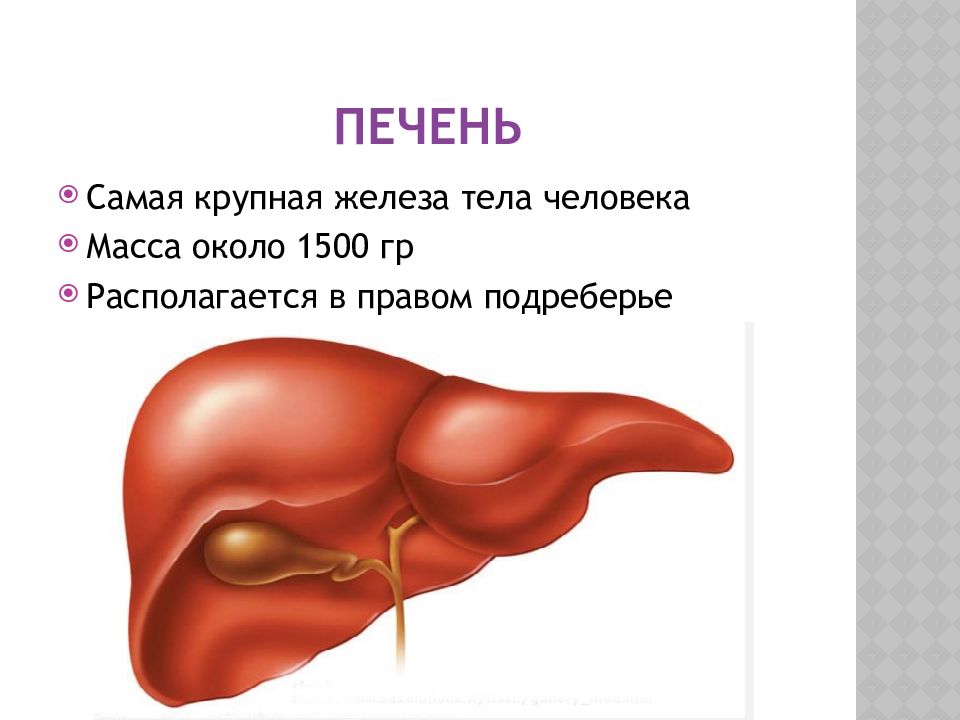 Печень презентация по анатомии