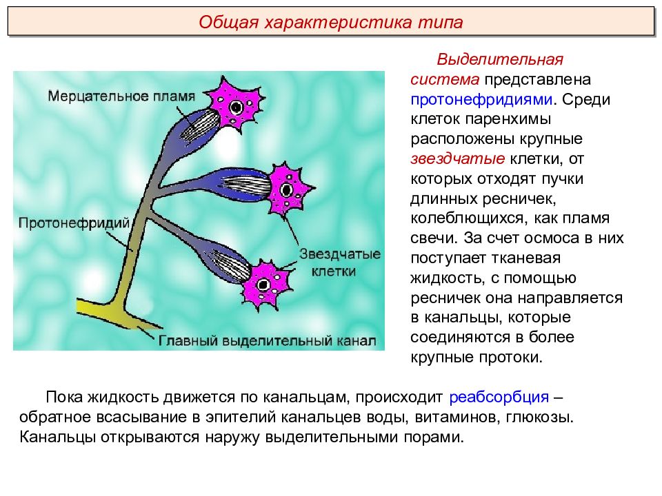Выделительная система плоских червей. Протонефридии у плоских червей. Плоские черви звездчатые клетки. Выделительная система протонефридиального типа. Звездчатые клетки у плоских червей.