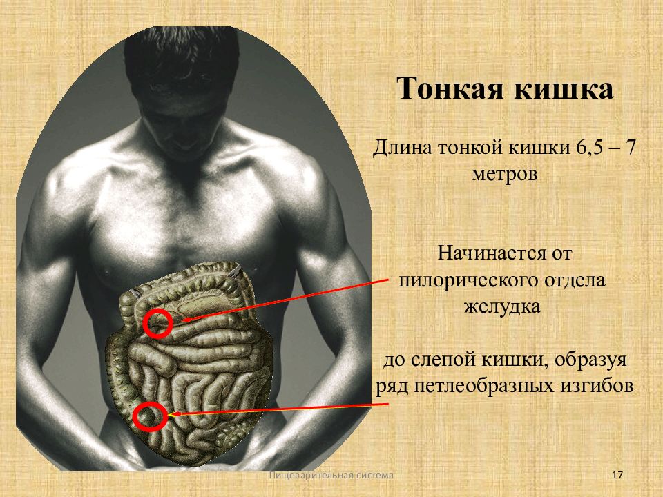 Кишка метров. Протяженность тонкой кишки. Длина тонкого кишечника составляет. Тонкий кишечник протяженность.