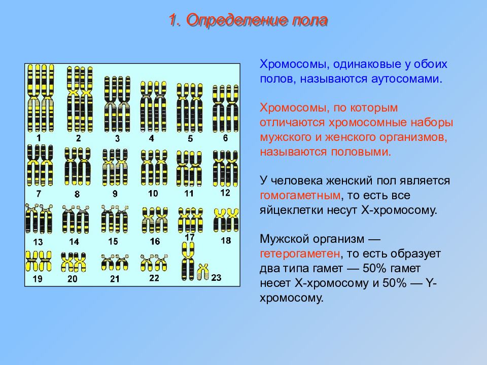 Презентация определение пола