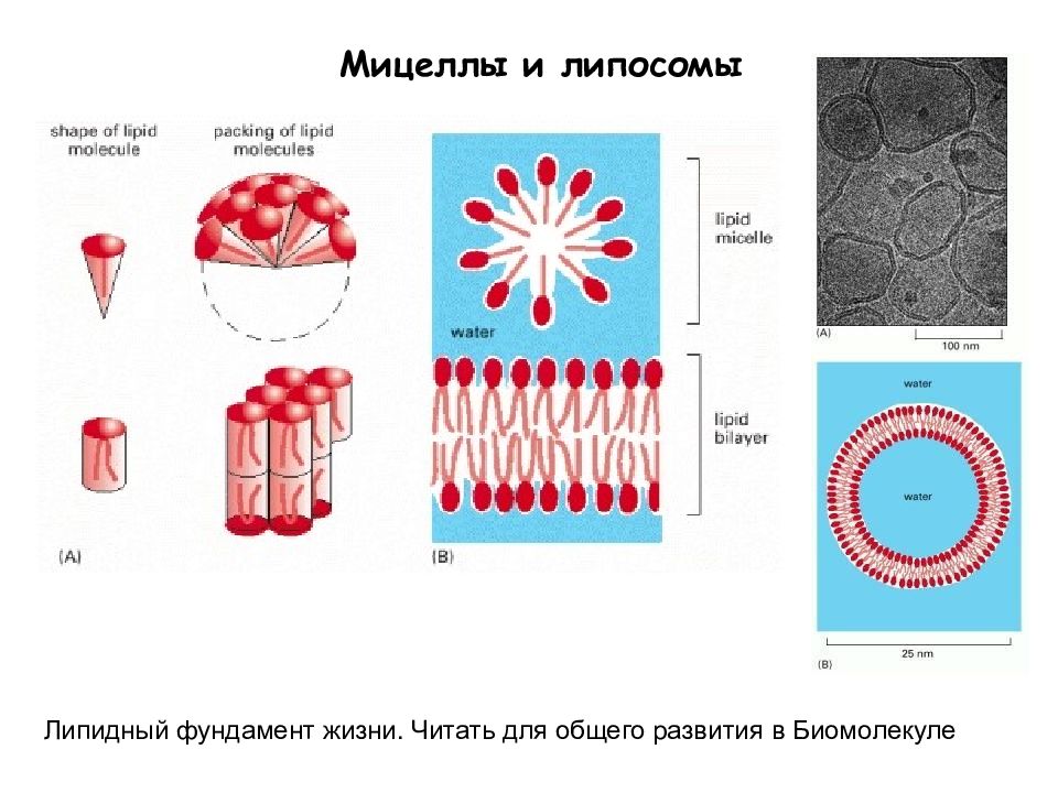 Сложные клетки