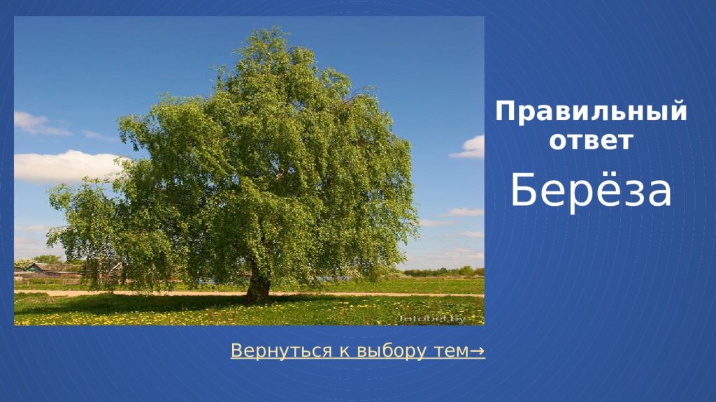 Правильный ответ Берёза