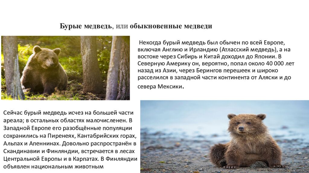 Бурые медведь, или  обыкновенные медведи
