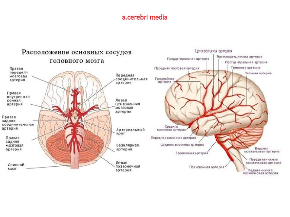 Чем опасна головного мозга. Артерии головного мозга анатомия. Головной мозг кровоснабжается артерией. Базилярная артерия головного мозга анатомия. Кровоснабжение отделов головного мозга.