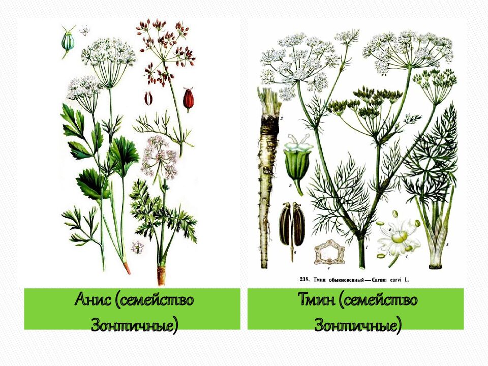 Технические культуры