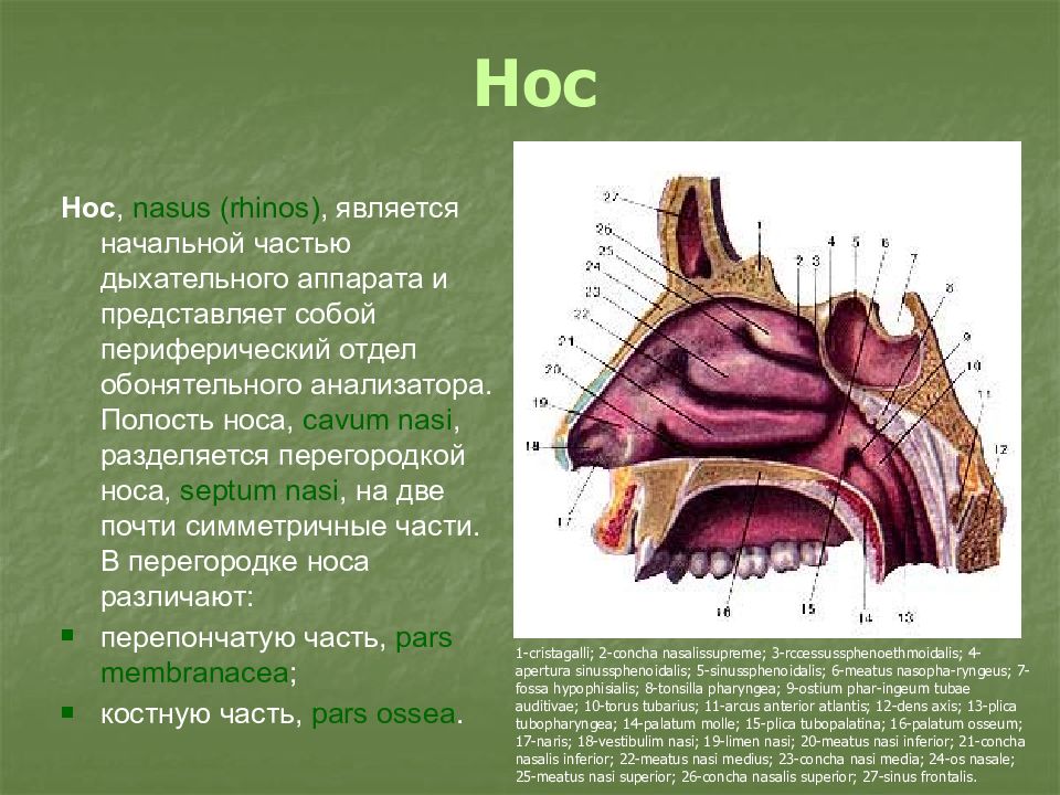 Обонятельной областью полости носа является