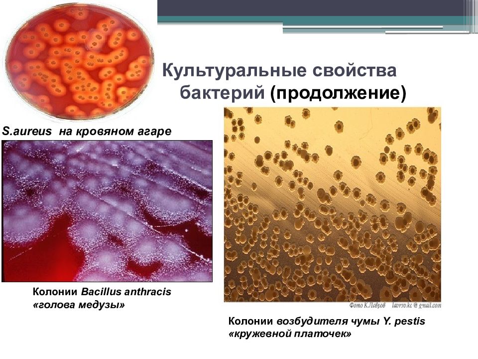 Культуральные свойства бактерий. Колонии возбудителя чумы. Культуральное свойство бактерий это. Bacillus anthracis на кровяном агаре.