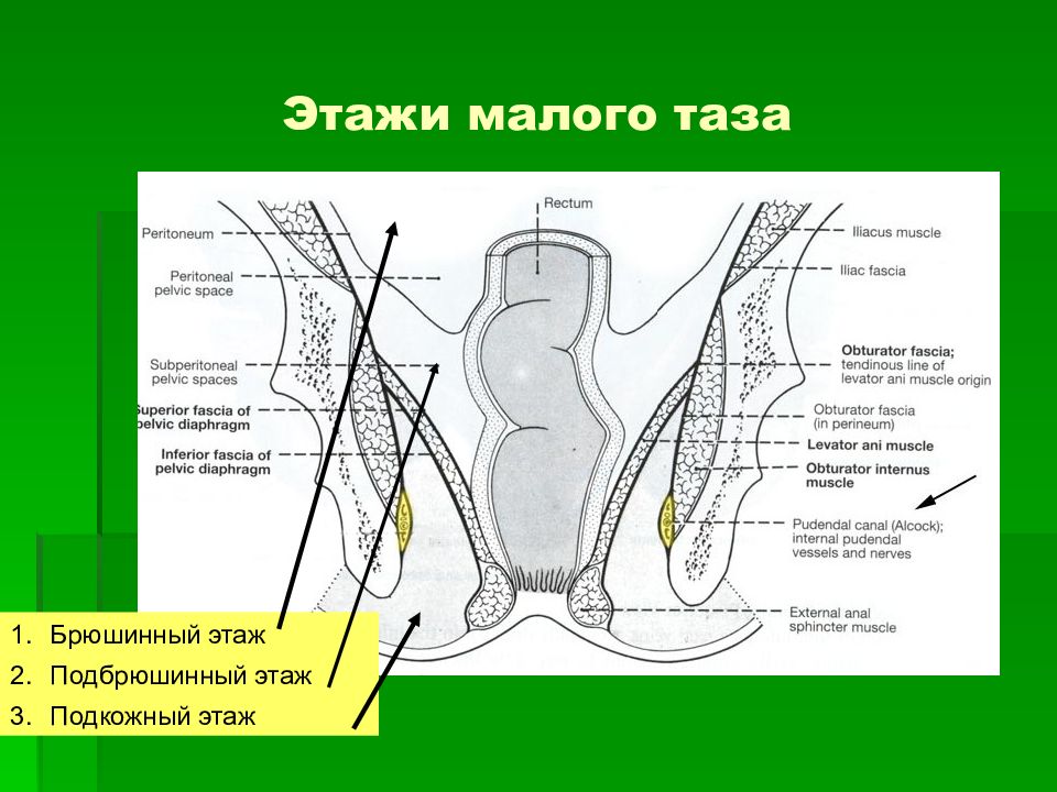 Фронтальный распил таза с указанием этажей схема