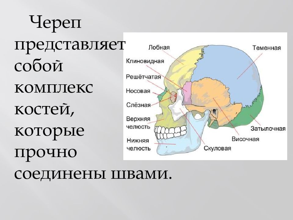 Черепно мозговую кость. Кости мозгового отдела черепа. Мозговой отдел черепа решетчатая кость. Строение костей мозгового отдела черепа. Лицевйо ОТДЕЛОТДЕЛ черепа.