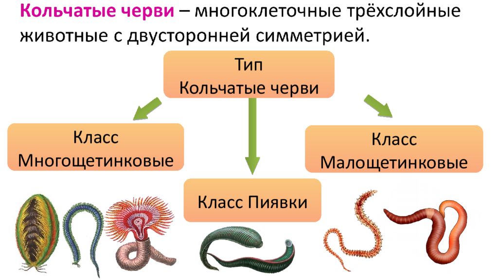 Класс ресничные черви презентация