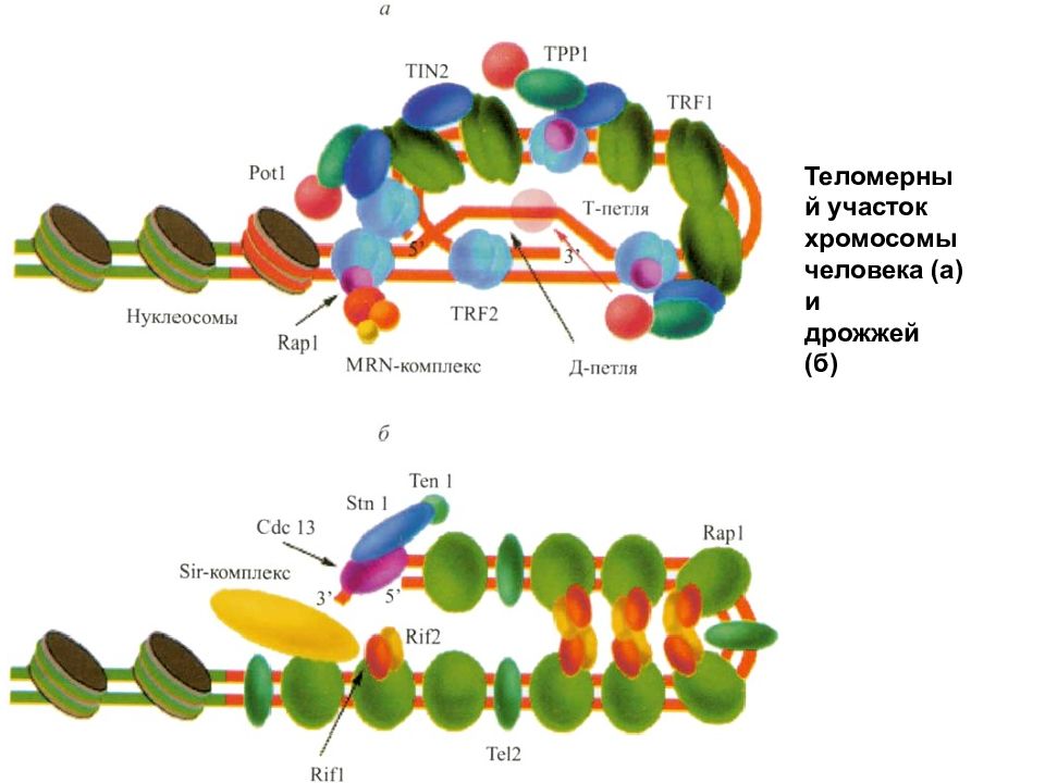 Участок хромосомы. Теломераза. Теломерный участок хромосомы. Теломерные участки ДНК. Теломерный участок.