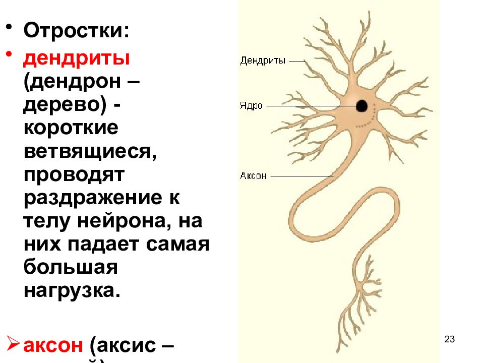 Нервные ткани человека рисунок