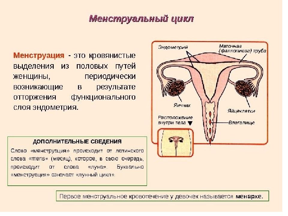 Развитие органов женской половой системы