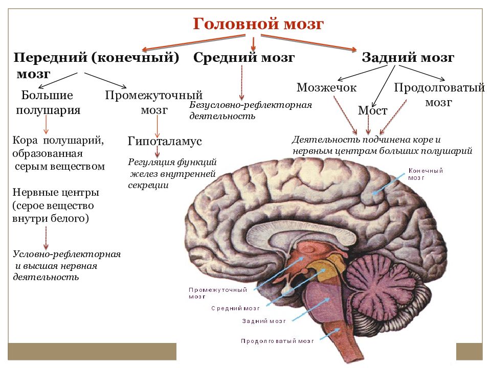 Где находится подберешь. Таблица головной мозг ствол мозжечок передний мозг. Отдел головного мозга средний мозг строение. Задний мозг средний мозг передний мозг таблица. Отделы головного мозга конечный мозг.