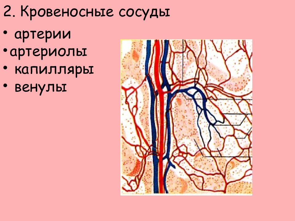 2 кровеносные сосуды. Артерии артериолы капилляры венулы вены. Артерии артериолы капилляры. Артериолы венулы капилляры. Артериолы капилляры и венулы мягкой мозговой оболочки.