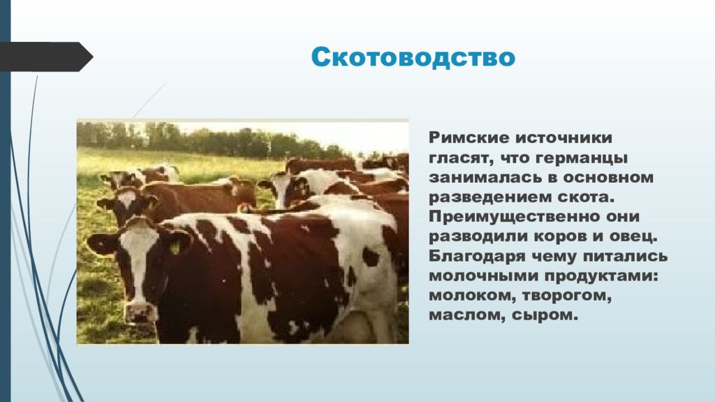 Какие направления имеет скотоводство 3. Скотоводство презентация. Представители скотоводства. Основная продукция скотоводства. Скотоводство условия выращивания.
