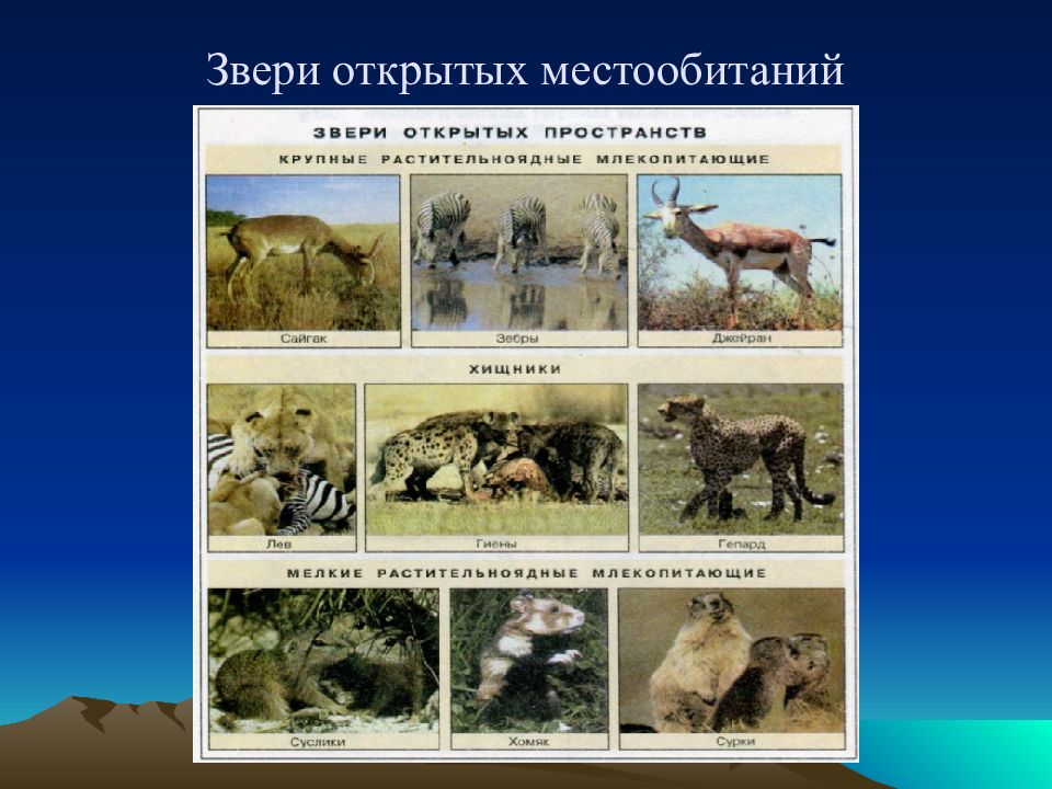 Презентация на тему экологические группы млекопитающих