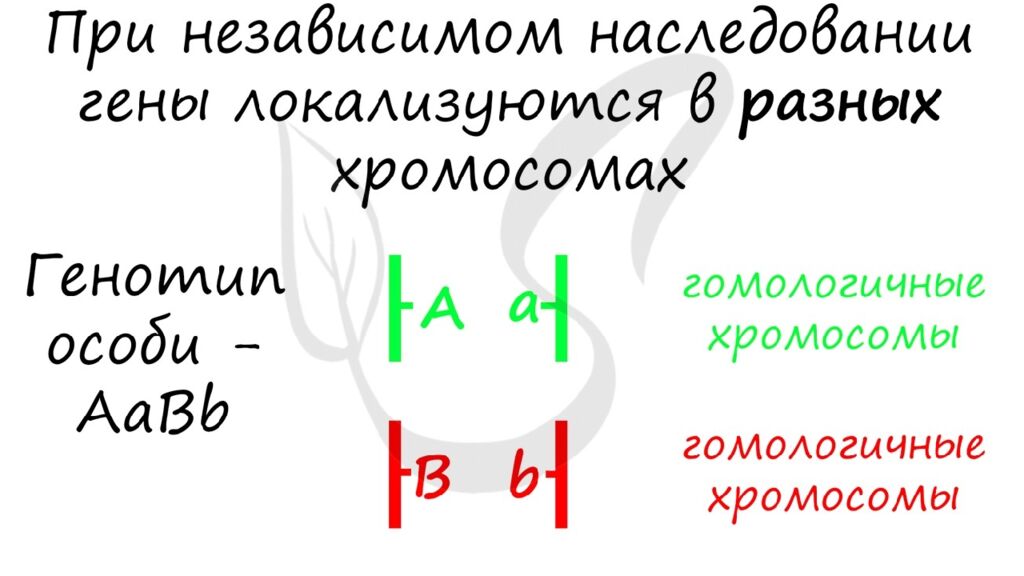 ЗАДАЧИ НА ДИГИБРИДНОЕ СКРЕЩИВАНИЕ